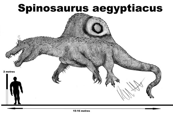 Dessin en noir et blanc de spinosaure , dinosaure bipède a tête de crocodile et voile dorsale