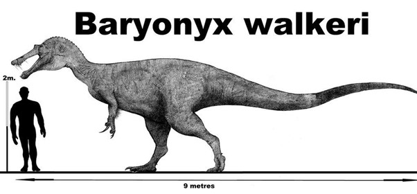 Dessin en noir et blanc de Baryonyx walkri. 
Dinosaure bipèdre carnivore à tête de crocodile de 9mètre de long et plus d 2m