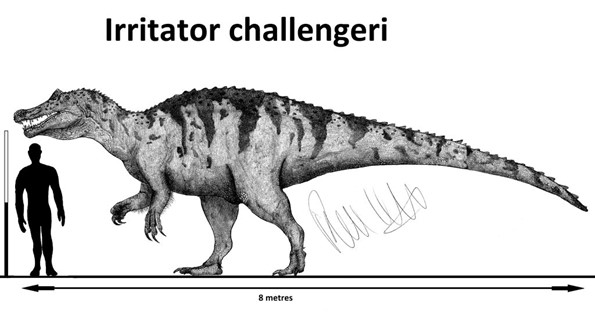 Dessins en noir et blanc d'irritator challengeri
Dinosaure de 8 mètre de long et de plus de 2m de haut