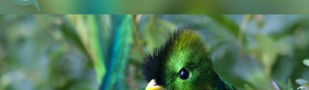 À la Découverte de  Pharomachrus mocinno (le Quetzal Resplendissant)