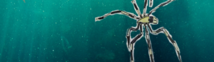 À la découverte… des Pycnogonides!