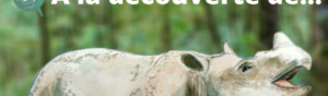 À la découverte de… Dicerorhinus sumatrensis (Rhinocéros de Sumatra) !
