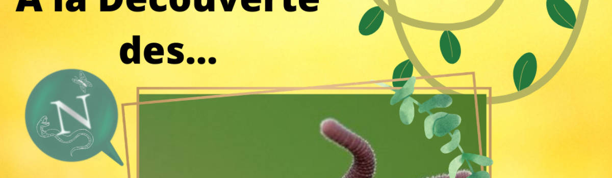 À la rencontre des…Onychophores (ou Péripates) !