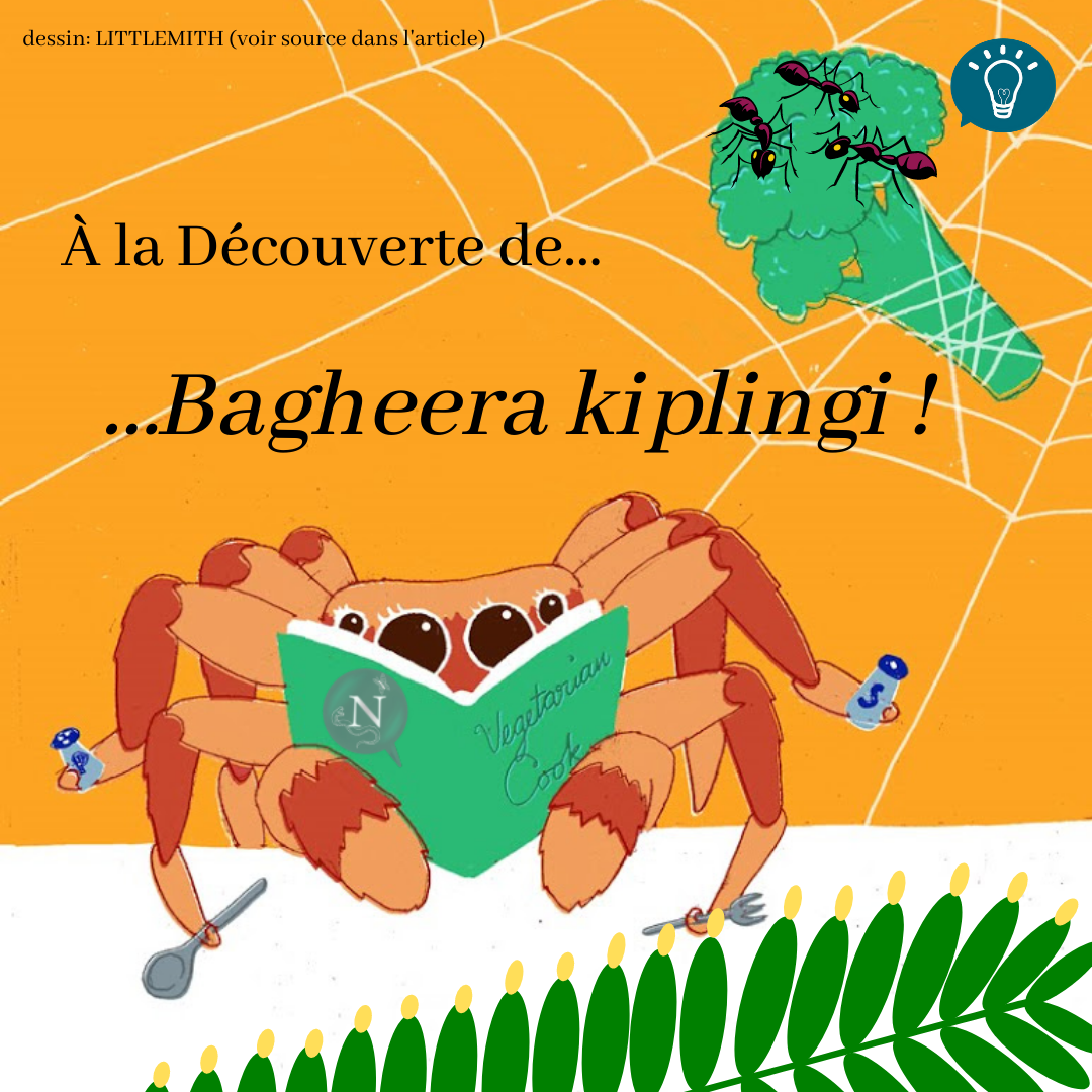 A la découverte de…Bagheera kiplingi