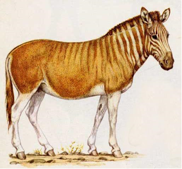 A la découverte de…  Equus quagga quagga (Le Quagga)