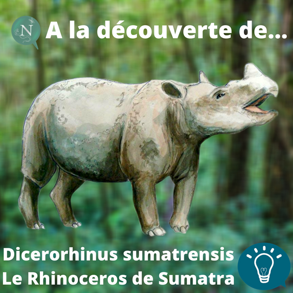 À la découverte de… Dicerorhinus sumatrensis (Rhinocéros de Sumatra) !