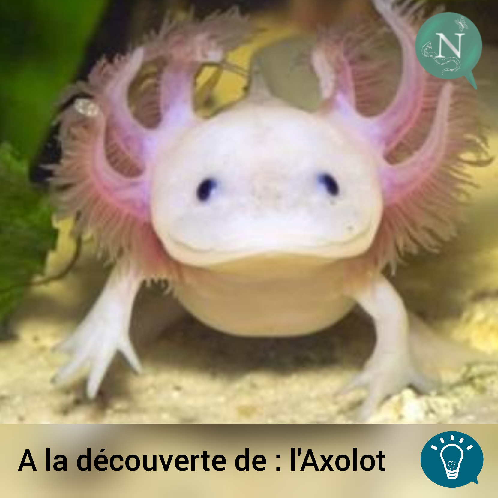 À la découverte de…  Ambystoma mexicanum (l’Axolotl)