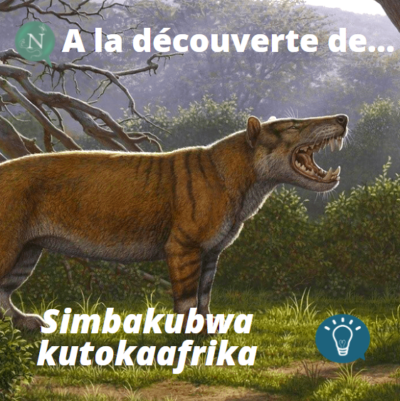 À la découverte de… Simbakubwa kutokaafrika
