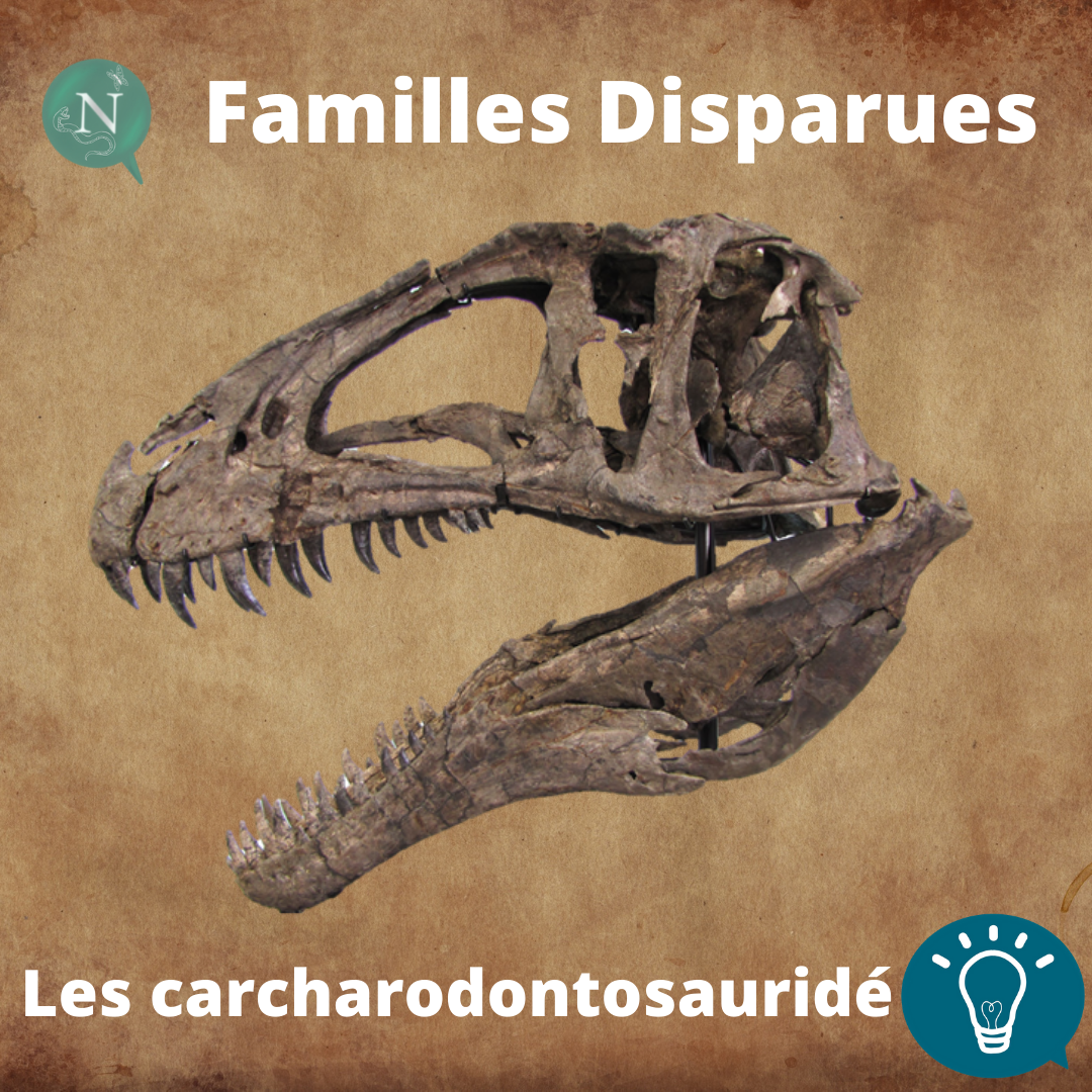 Familles Disparues, Épisode 1 : Les Carcharodontosauridés