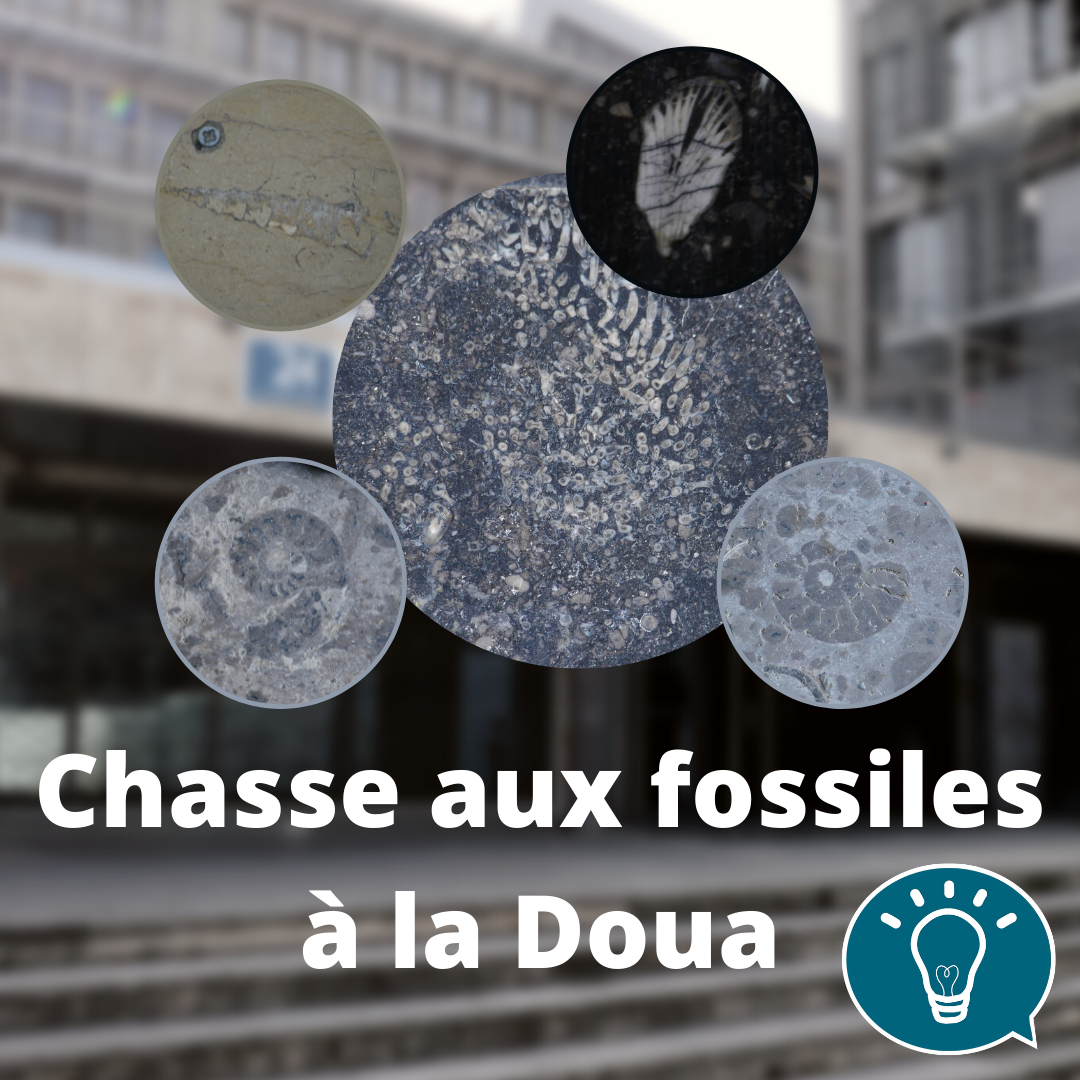 Chasse aux fossiles à la Doua