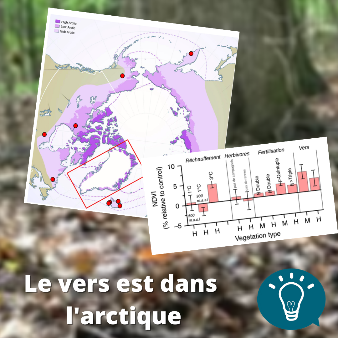 Le vers est dans l’arctique