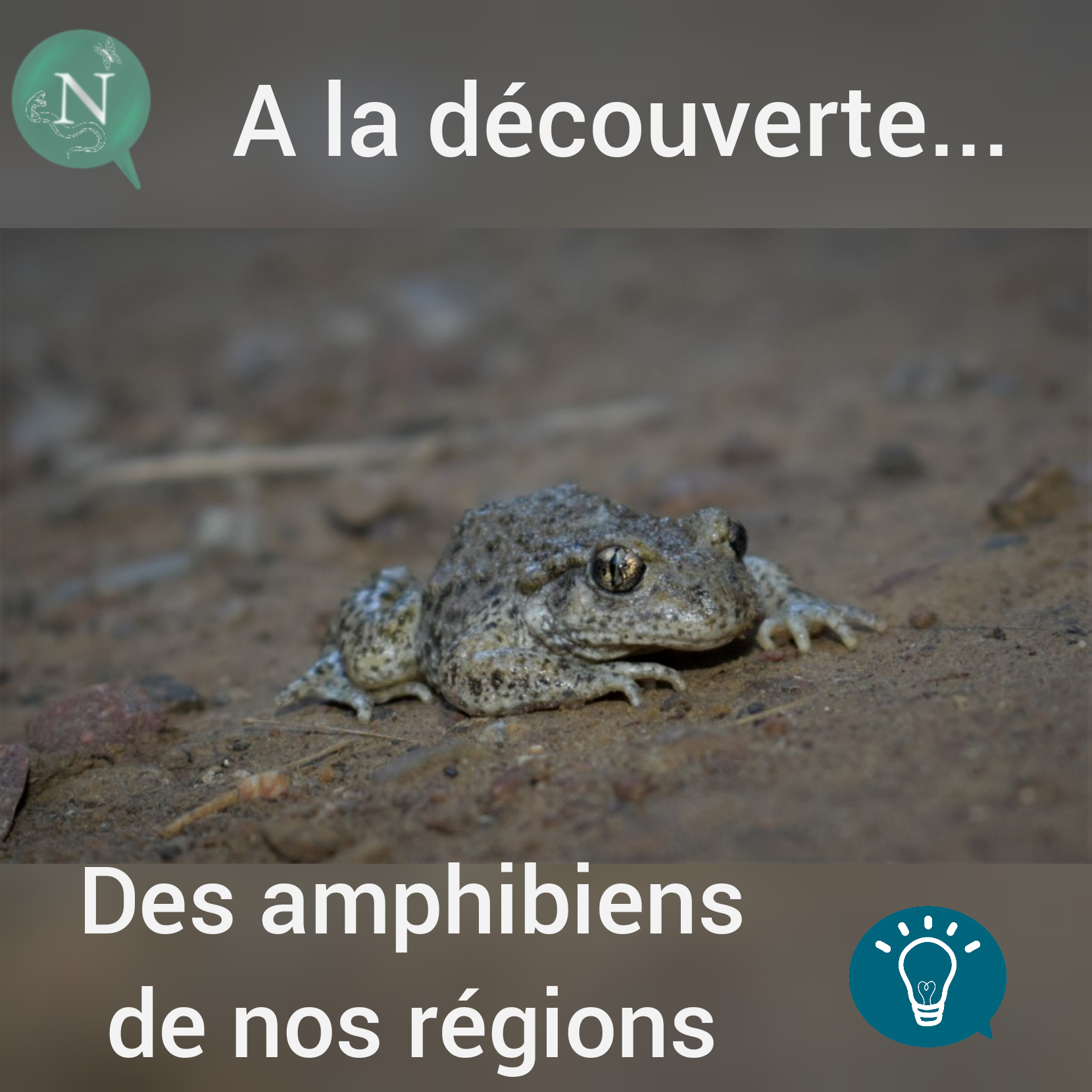 À la découverte…                     … Des plus beaux amphibiens de chez nous!