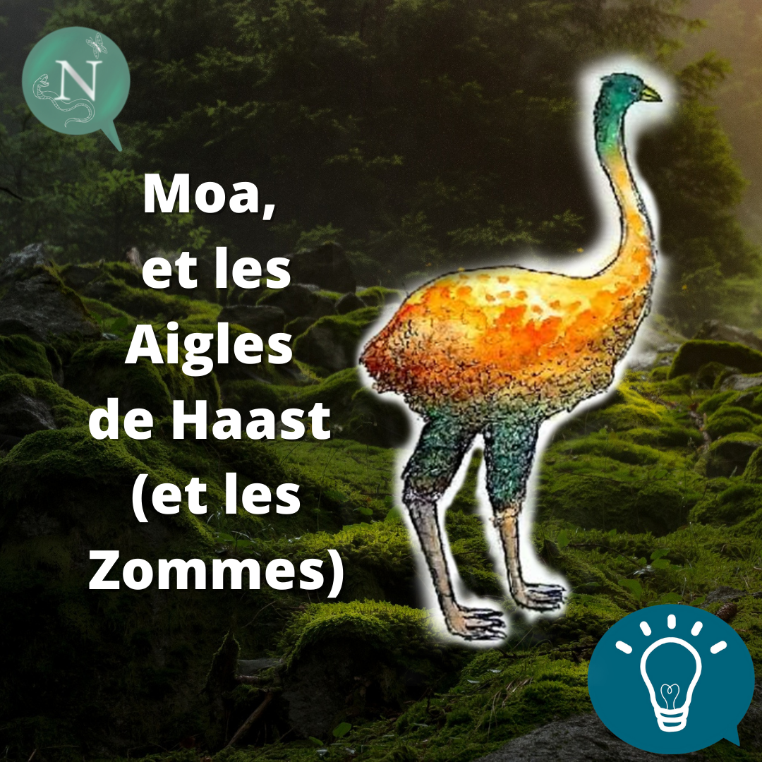 Moa, et les Aigles de Haast (et les Zommes).