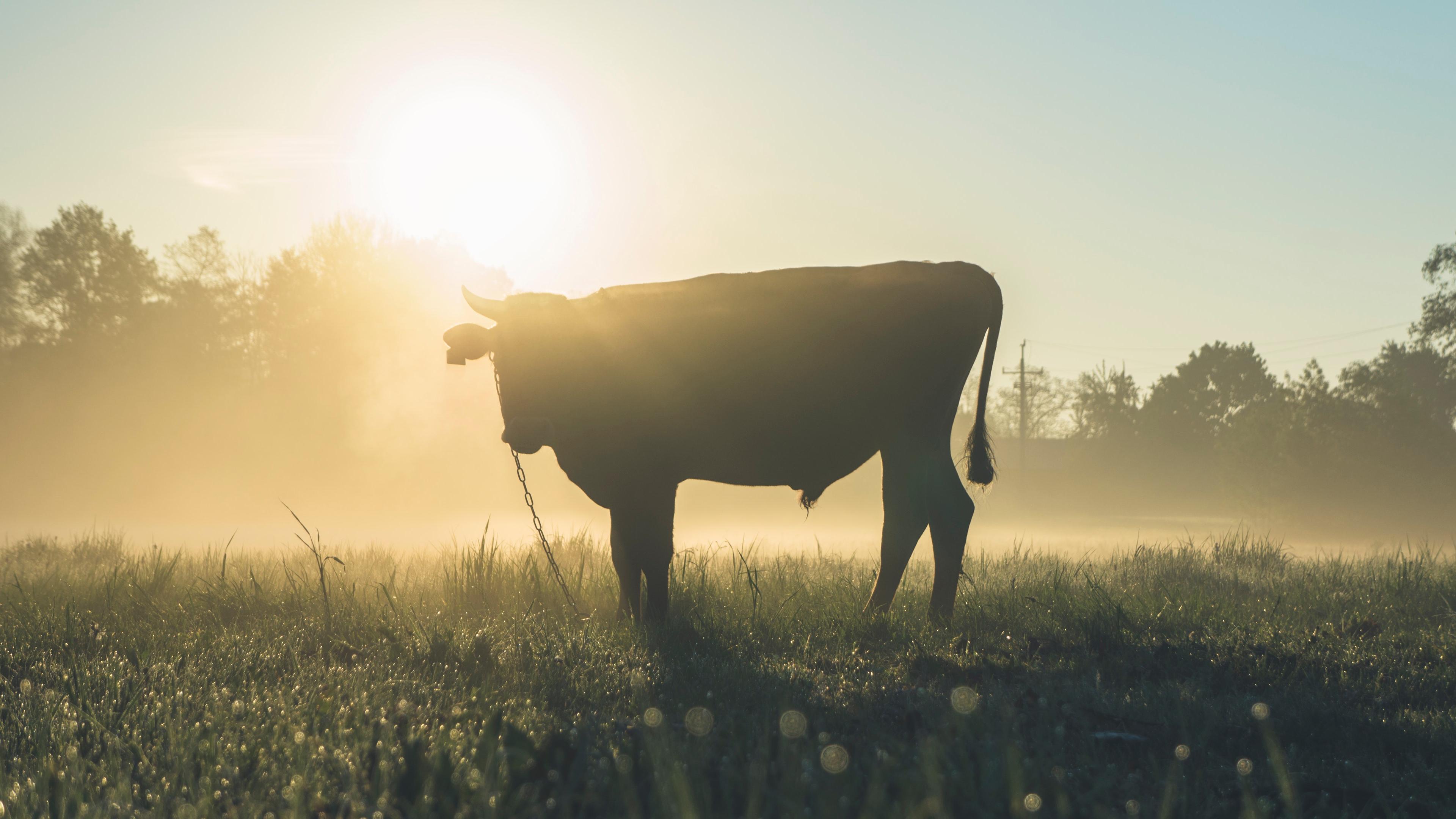 Semaine 2 : sans viande