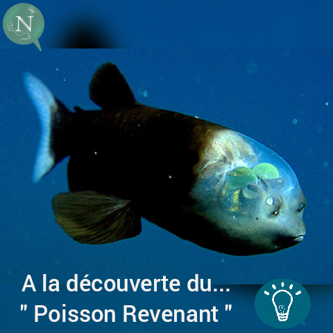 A la découverte du… « poisson revenant » (Macropinna microstoma)