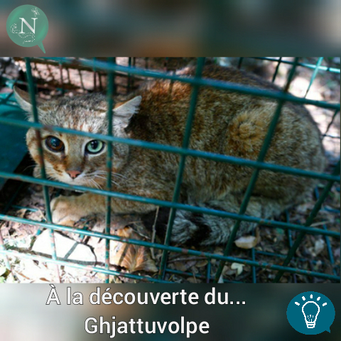 A la découverte du…  Ghjattuvolpe (ou Chat-Renard Corse)