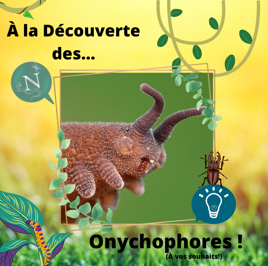 À la rencontre des…Onychophores (ou Péripates) !