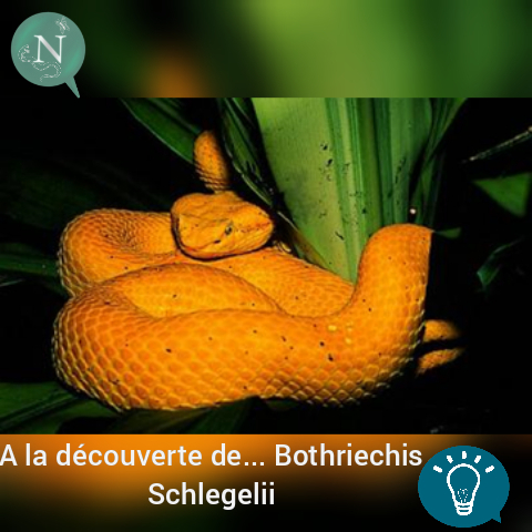 A la Découverte de … Bothriechis Schlegelii (la Vipère de Schlegel)