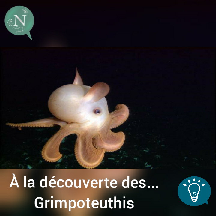 À la découverte des… 		Grimpoteuthis