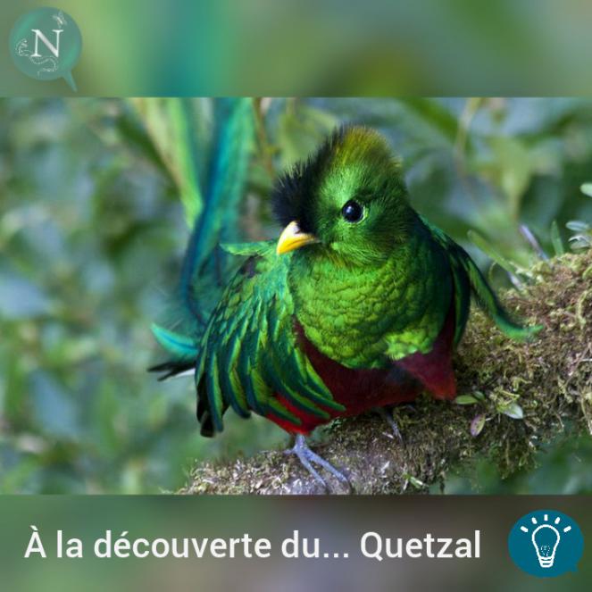 À la Découverte de  Pharomachrus mocinno (le Quetzal Resplendissant)