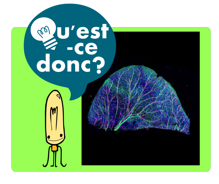 Qu’est ce donc ? – (Session Automne 2015)