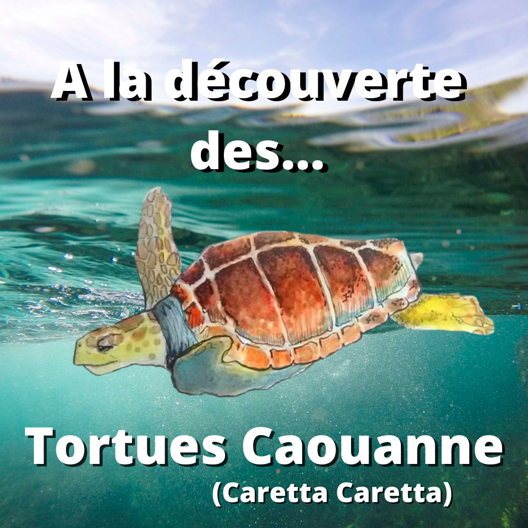 A la découverte des… Tortues Caouanne (Caretta caretta)